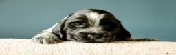 Cocker Spaniel dogs for sale: KC registered show type Cocker spaniel puppies  in Macclesfield - Advert 4