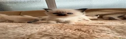 Ragdoll cats for sale: Beautiful Ragdoll kittens! in Fareham - Advert 9