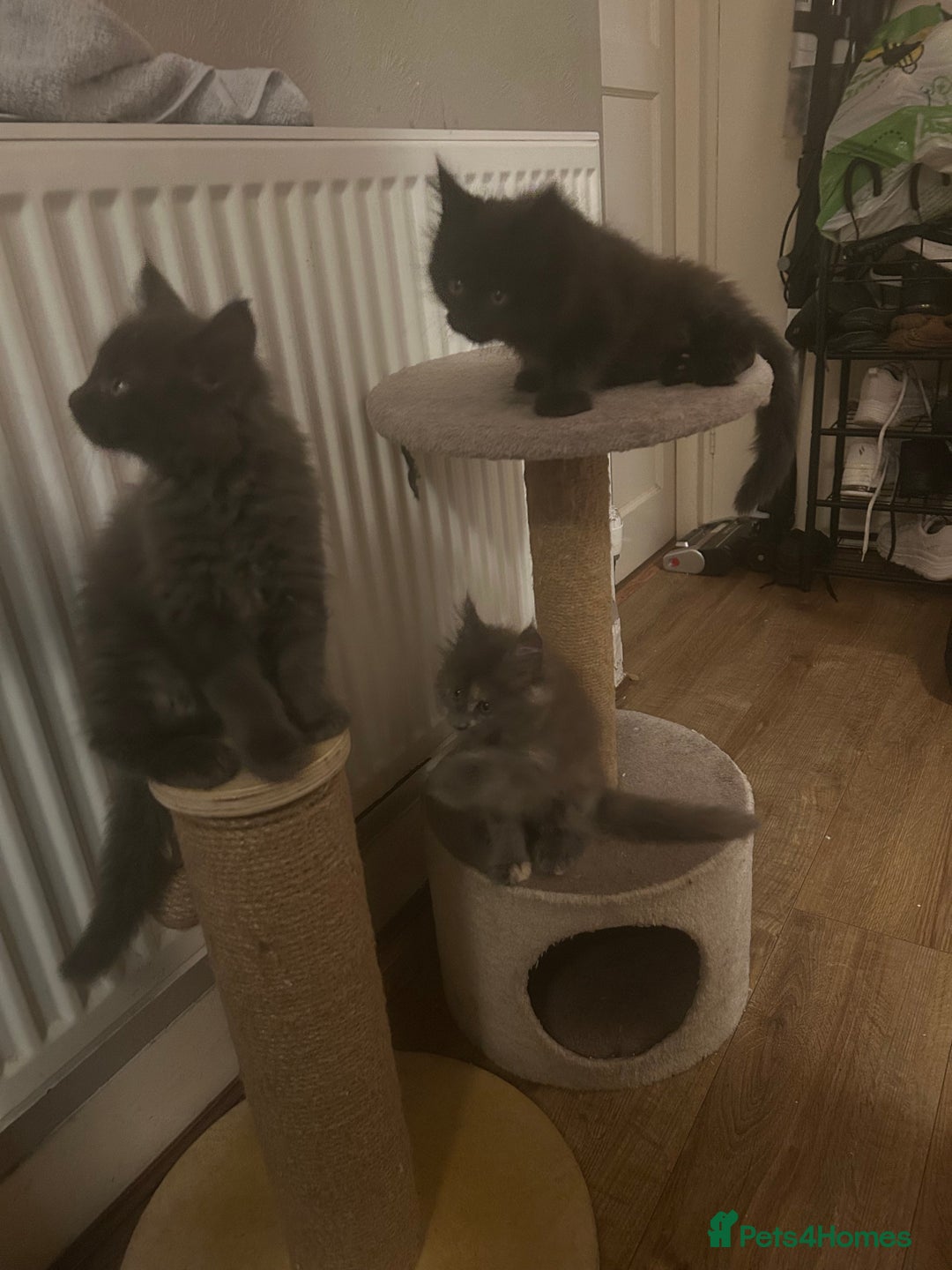 Maine Coon cats for sale: 5 beautiful maine coones  - Image 11