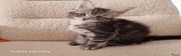 Maine Coon cats for sale: Pure Maine coon kittens - Advert 3