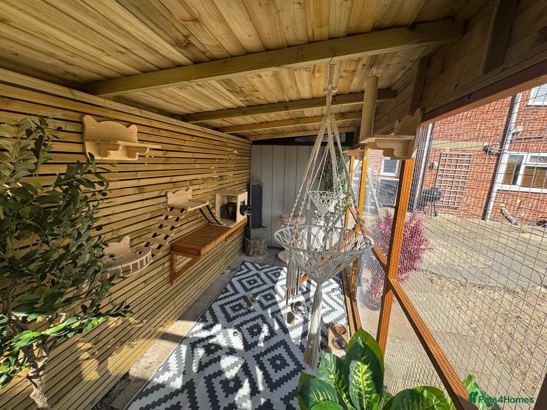 Maine Coon cats for adoption: Two Beautiful 1 year old Neutered Mainecoons  - Advert 2