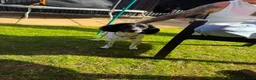 Cocker Spaniel dogs for sale: Simba 1 year old male cocker spaniel - Advert 4