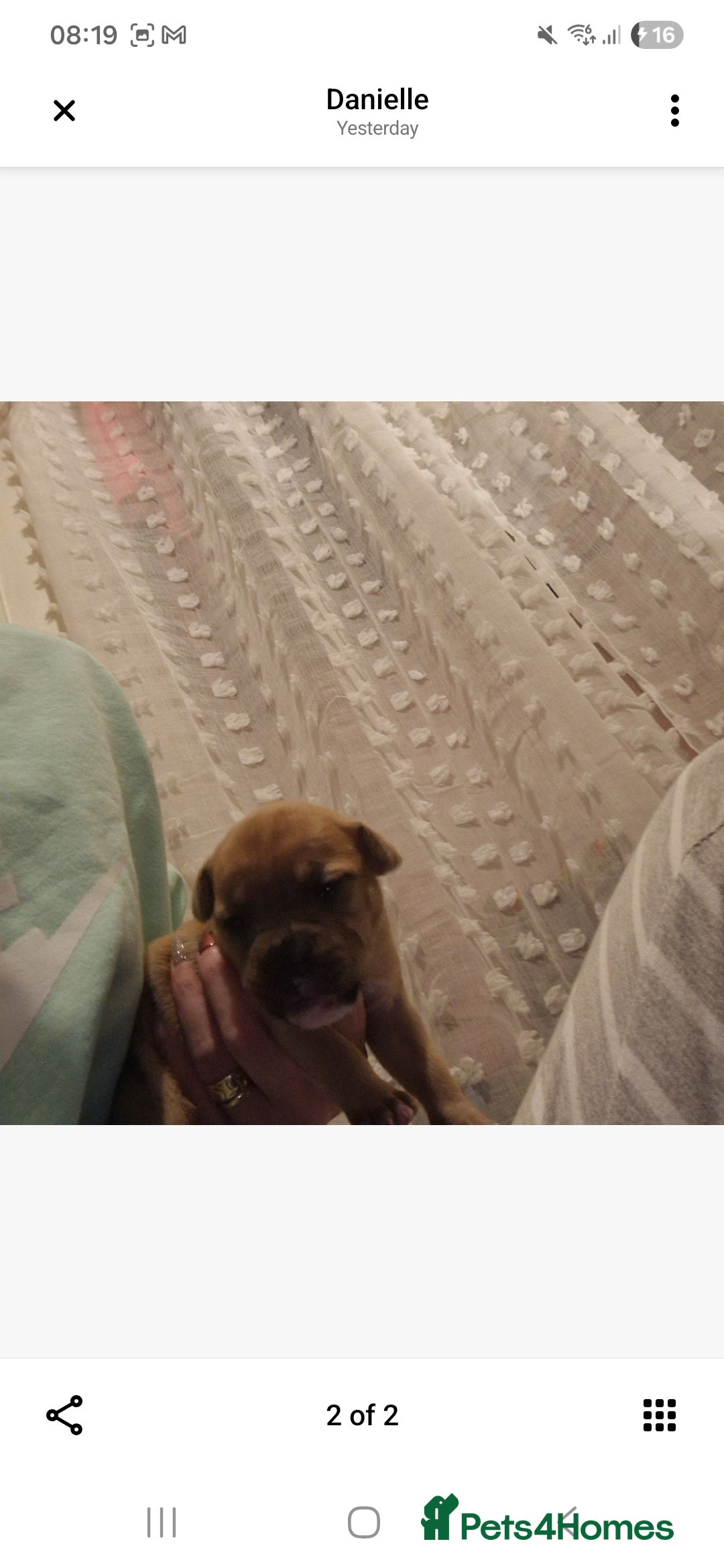 Staffordshire Bull Terrier dogs for sale: Staffy puppies - Advert 12