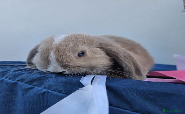 Mini Lop rabbits - Advert 2