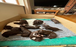 Sprocker dogs for sale: Sprocker pups  - Image 7