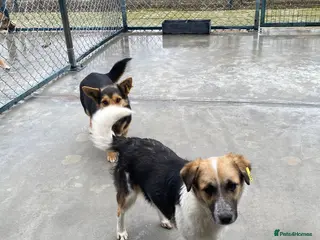 Mixed Breed dogs Horace, 1.5 yr approx. Available for adoption. - Advert 3