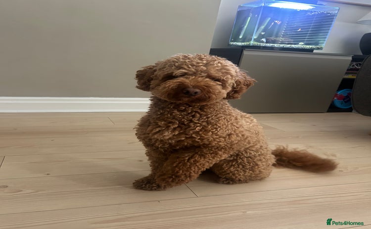 Cockapoo dogs - Advert 4