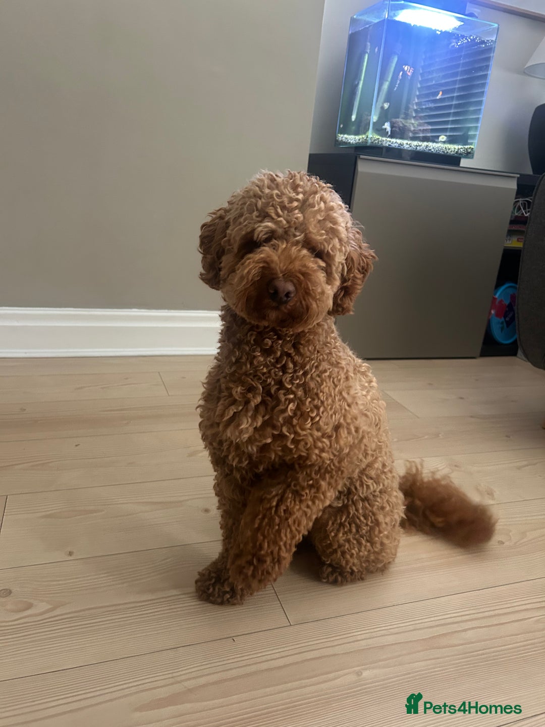 Cockapoo dogs for sale: make cockapoo - Image 1
