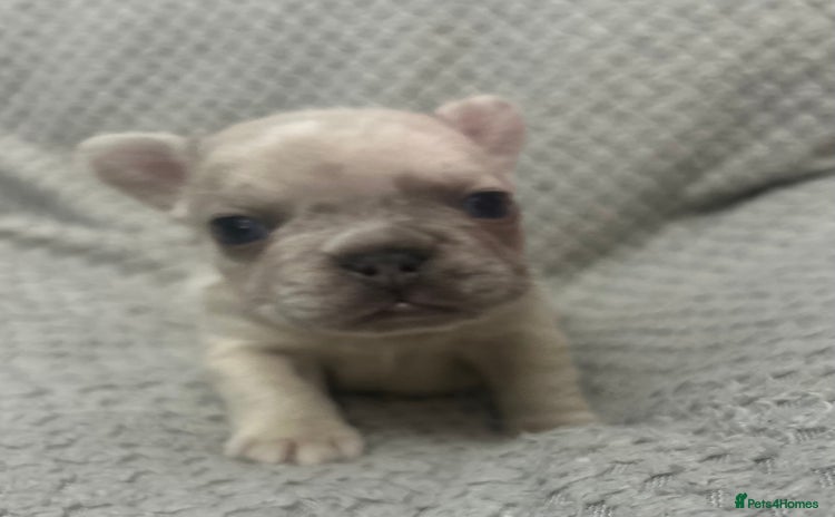 French Bulldog dogs - Advert 2