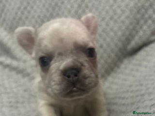 French Bulldog dogs - Advert 27