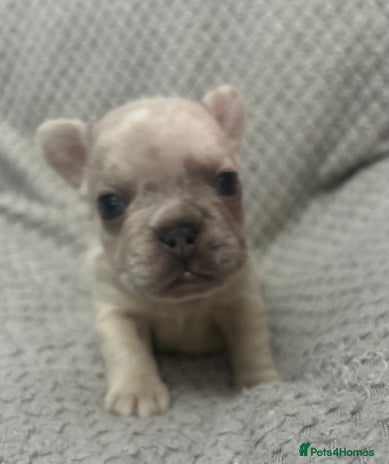 French Bulldog dogs - Advert 4