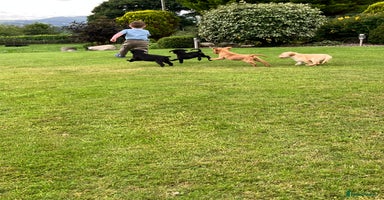 Labrador Retriever dogs - Advert 9