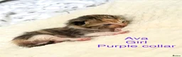 Mixed Breed cats for sale: 5 gorgeous kittens - Advert 4