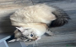 Ragdoll cats for sale: 5 Gccf registered Ragdoll kittens available  - Image 11