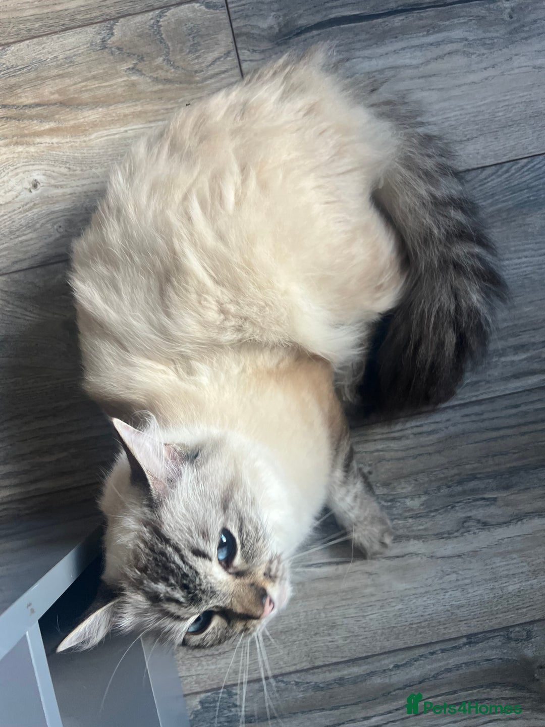 Ragdoll cats for sale: 5 Gccf registered Ragdoll kittens available  - Image 11