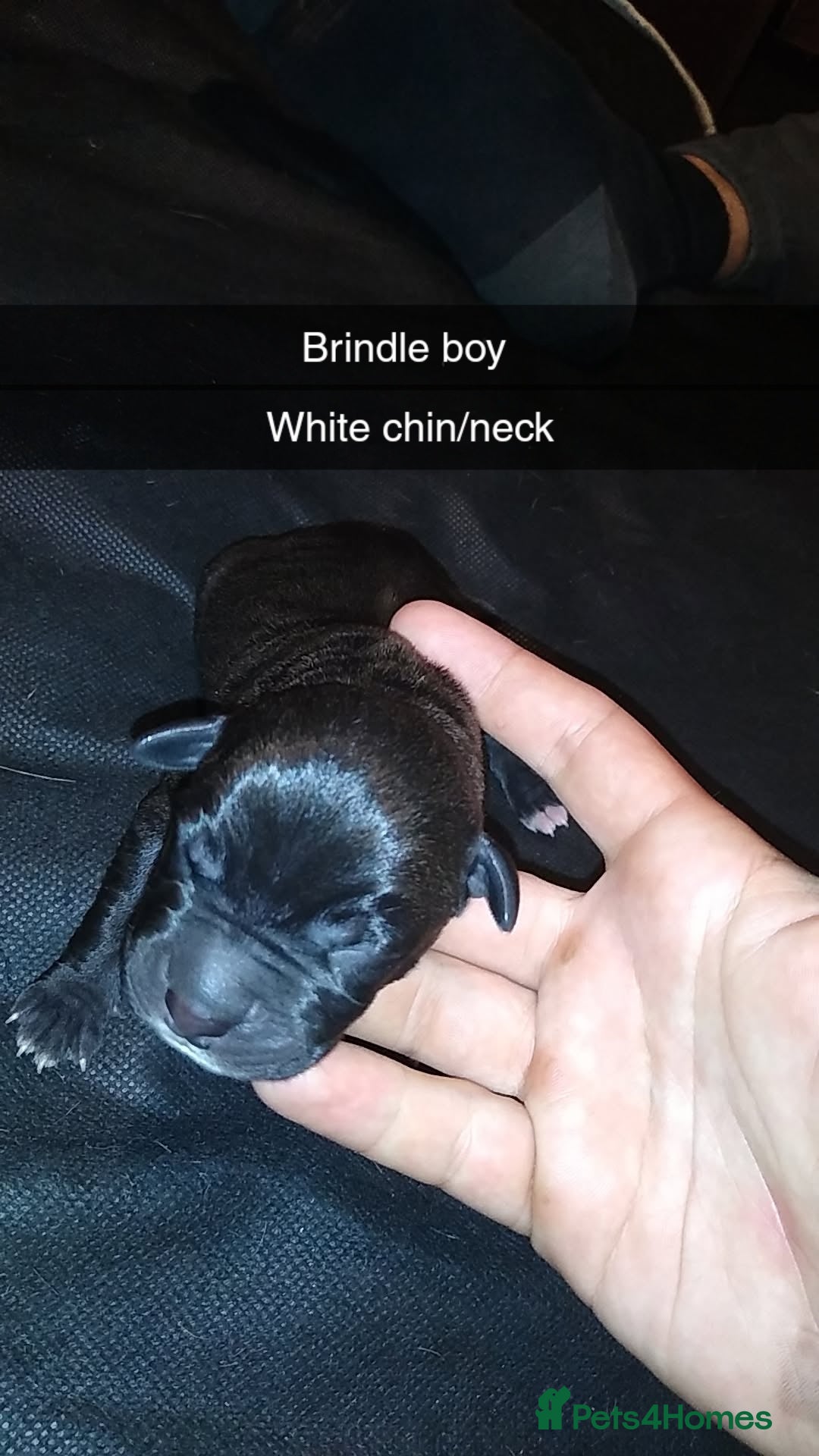 Mixed Breed dogs for sale: Cane Corso x American Bully - Image 2