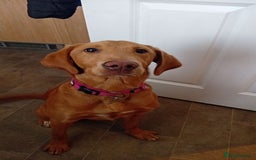 Labrador Retriever dogs for sale: Beautiful fox red girl looking for her forever hom - Image 9