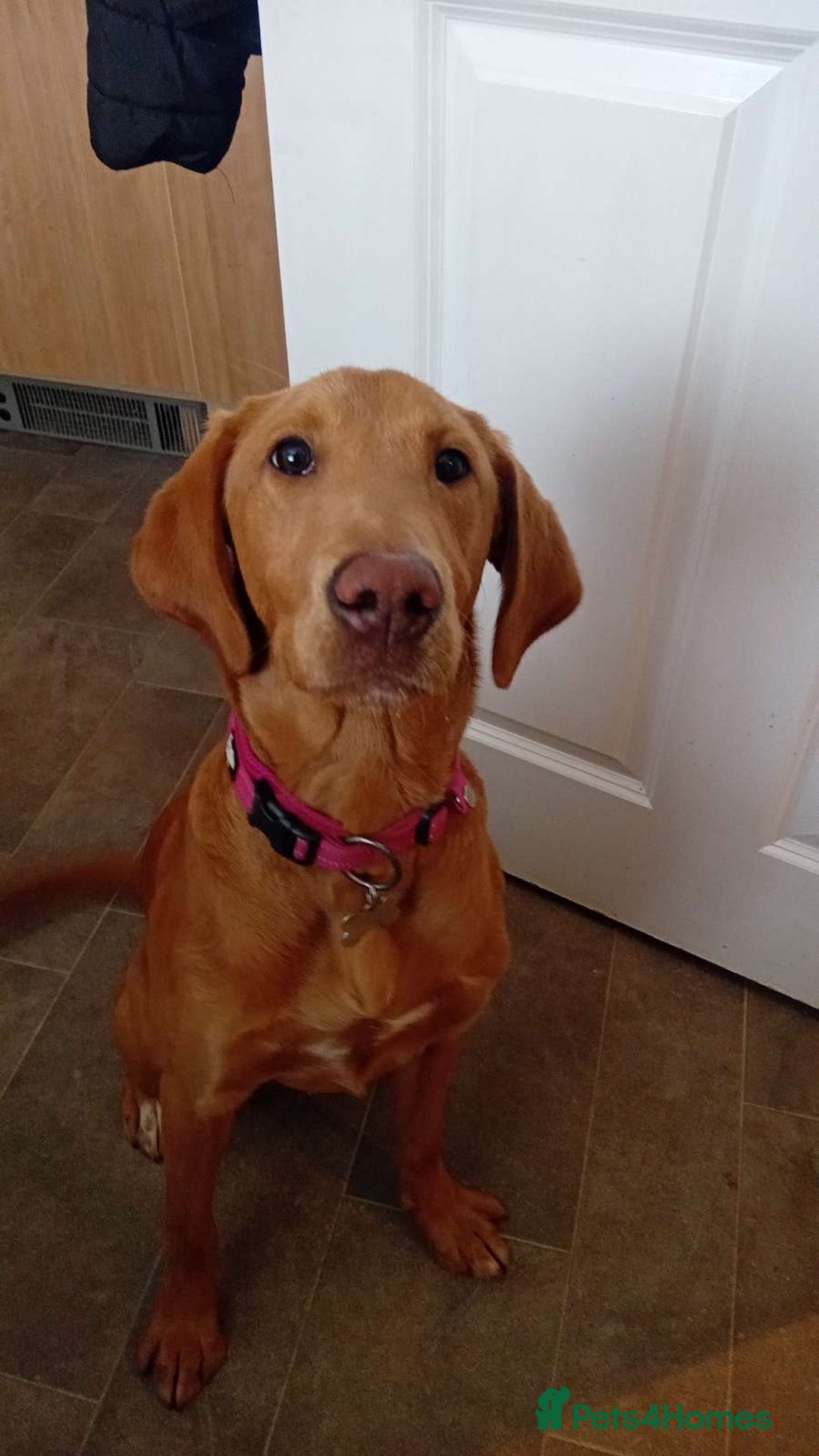 Labrador Retriever dogs for sale: Beautiful fox red girl looking for her forever hom - Image 9