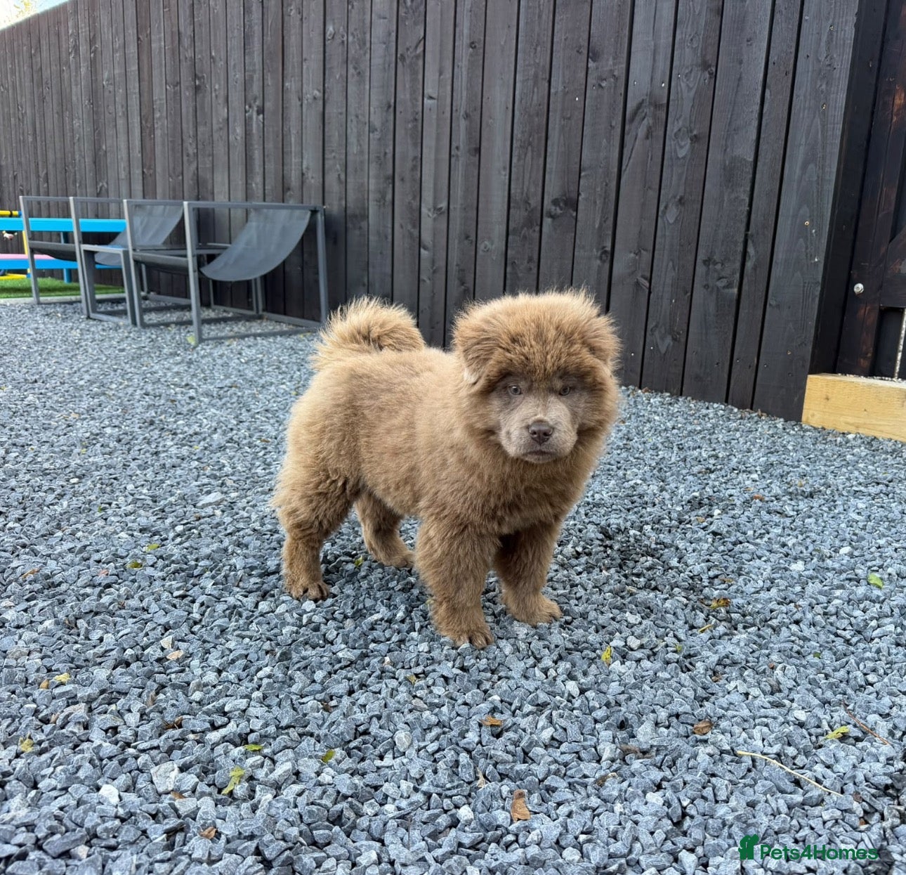 Chow Chow dogs for sale: Stunning rare lilac chow chow male puppy for sale  - Advert 1