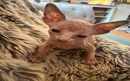 Sphynx cats for sale: 🖤 Sphynx Kittens for Sale – Ready August 🐾 - Image 15