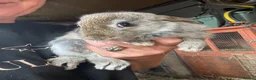 New Zealand rabbits for sale: New Zealand x Rex  - Advert 4