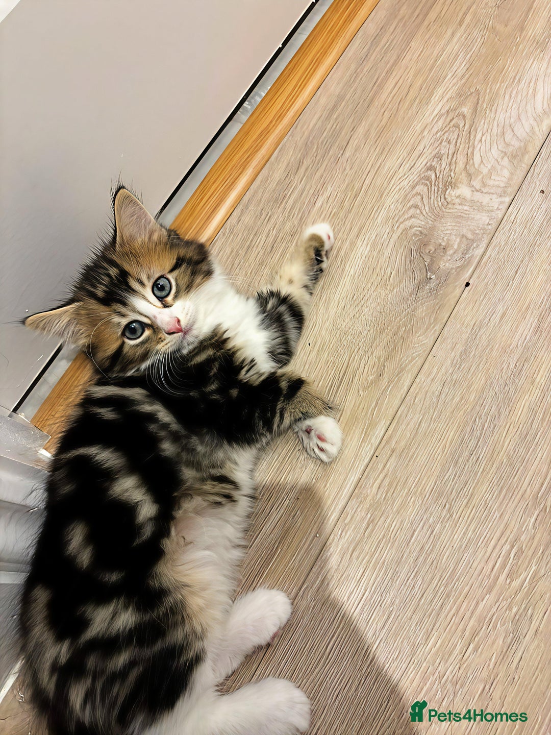 Siberian cats for sale: Adorable Siberian Forest Mix Kittens - Image 10
