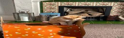 Domestic Shorthair cats for sale: 2 MALE AND 1 FEMALE 9 WEEK OLD KITTENS - Advert 21
