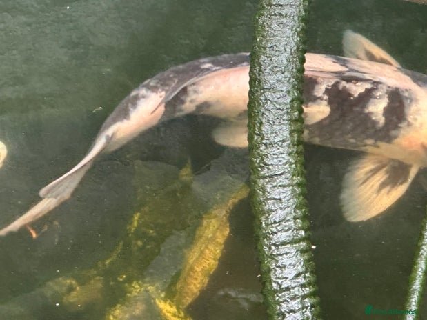 Koi Carp fish - Advert 15