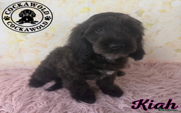 Cockapoo dogs for sale:  Exceptional Quality F1 Black Cockapoo Puppies  - Image 8