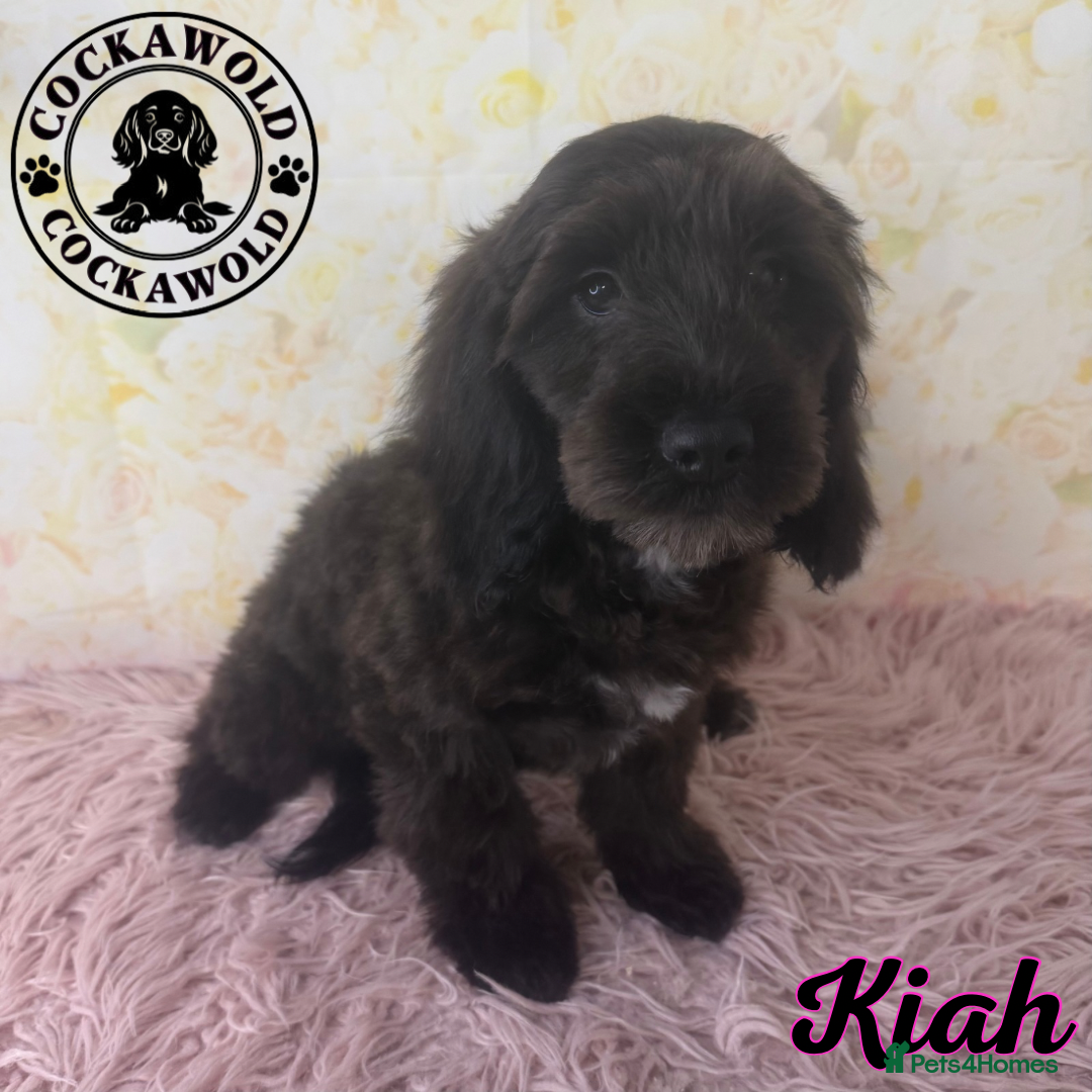 Cockapoo dogs for sale:  Exceptional Quality F1 Black Cockapoo Puppies  - Image 8