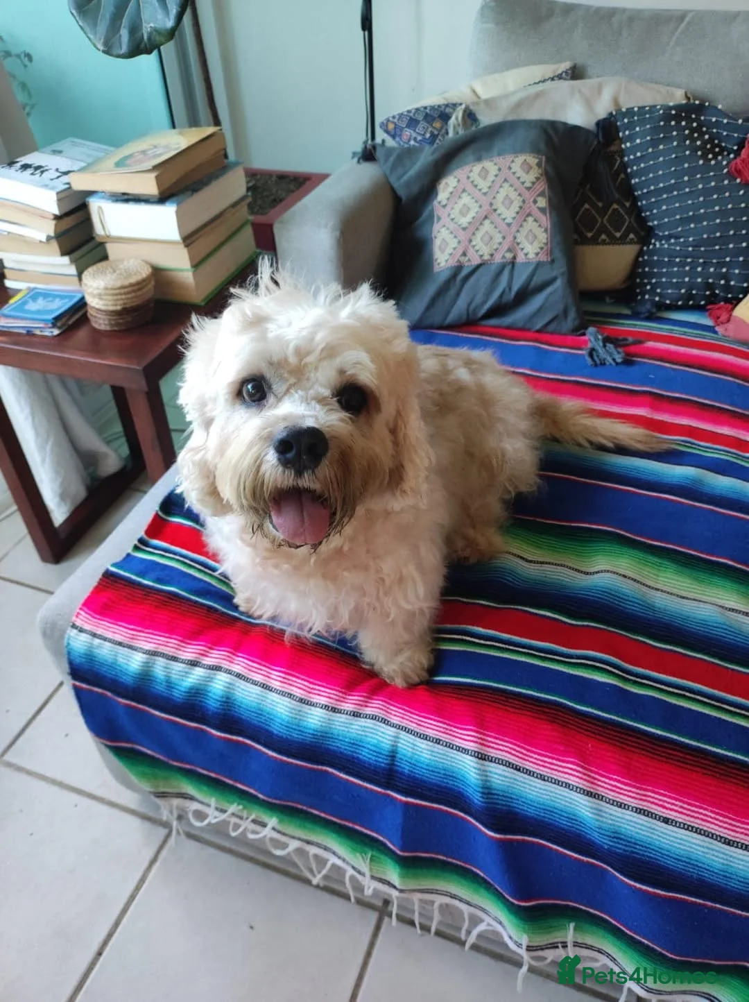 Dandie Dinmont Terrier dogs for sale: Dandie Dinmont Terrier puppies, now ready in London - Advert 7