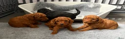 Cavapoo dogs for sale: F1 Cavapoo puppies  - Advert 7