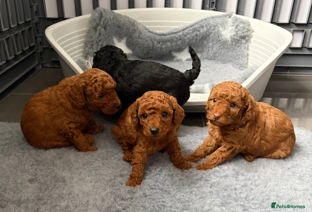 Cavapoo dogs for sale: F1 Cavapoo puppies  - Advert 7