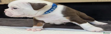 Olde English Bulldogge 1