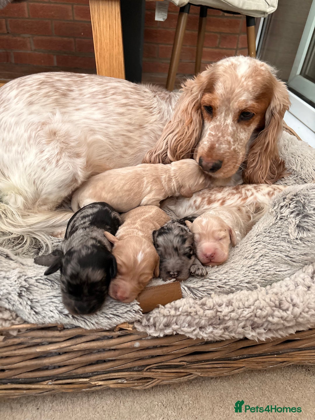 Cockapoo dogs for sale: Newborn F1 show miniature Cockapoo puppies - Advert 7