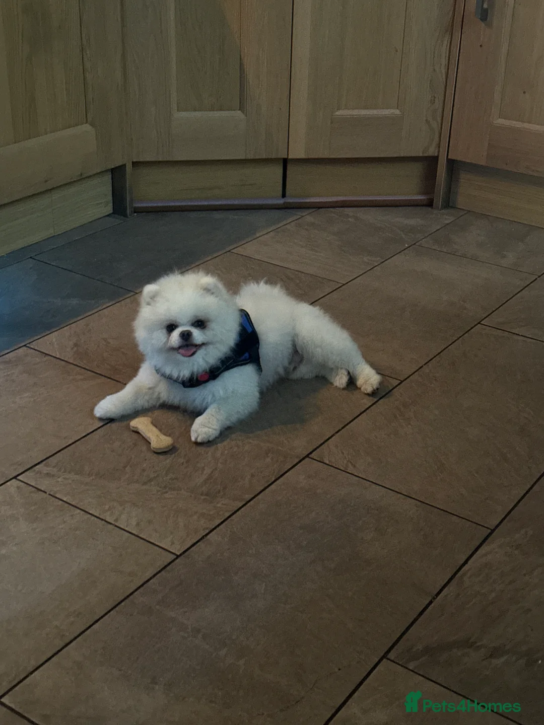 Pomeranian dogs for stud: Teddy  - Advert 11