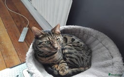 Bengal cats for sale: Beautiful Bengal Female  - Image 8