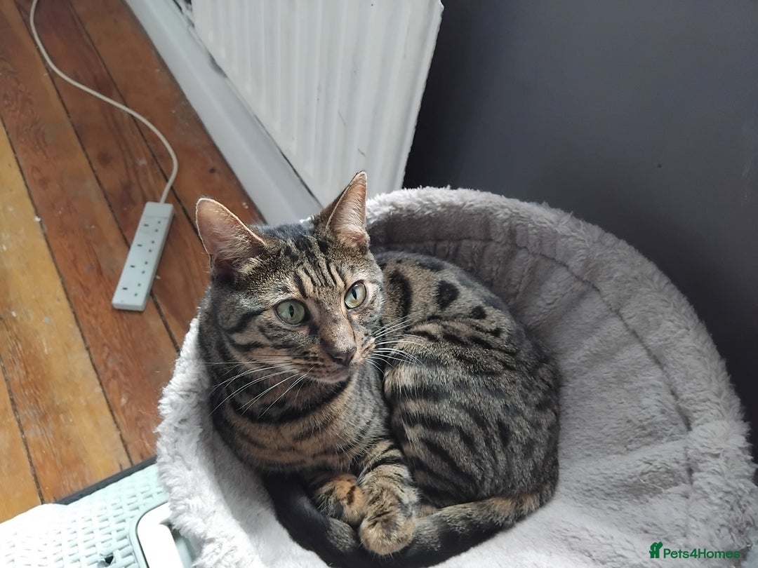 Bengal cats for sale: Beautiful Bengal Female  - Image 8