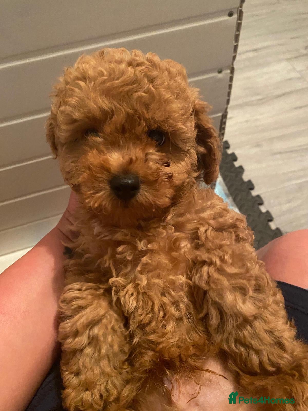 Cavapoo dogs READY NOW CAVAPOO F1BB X ASIAN POODLE - Advert 15