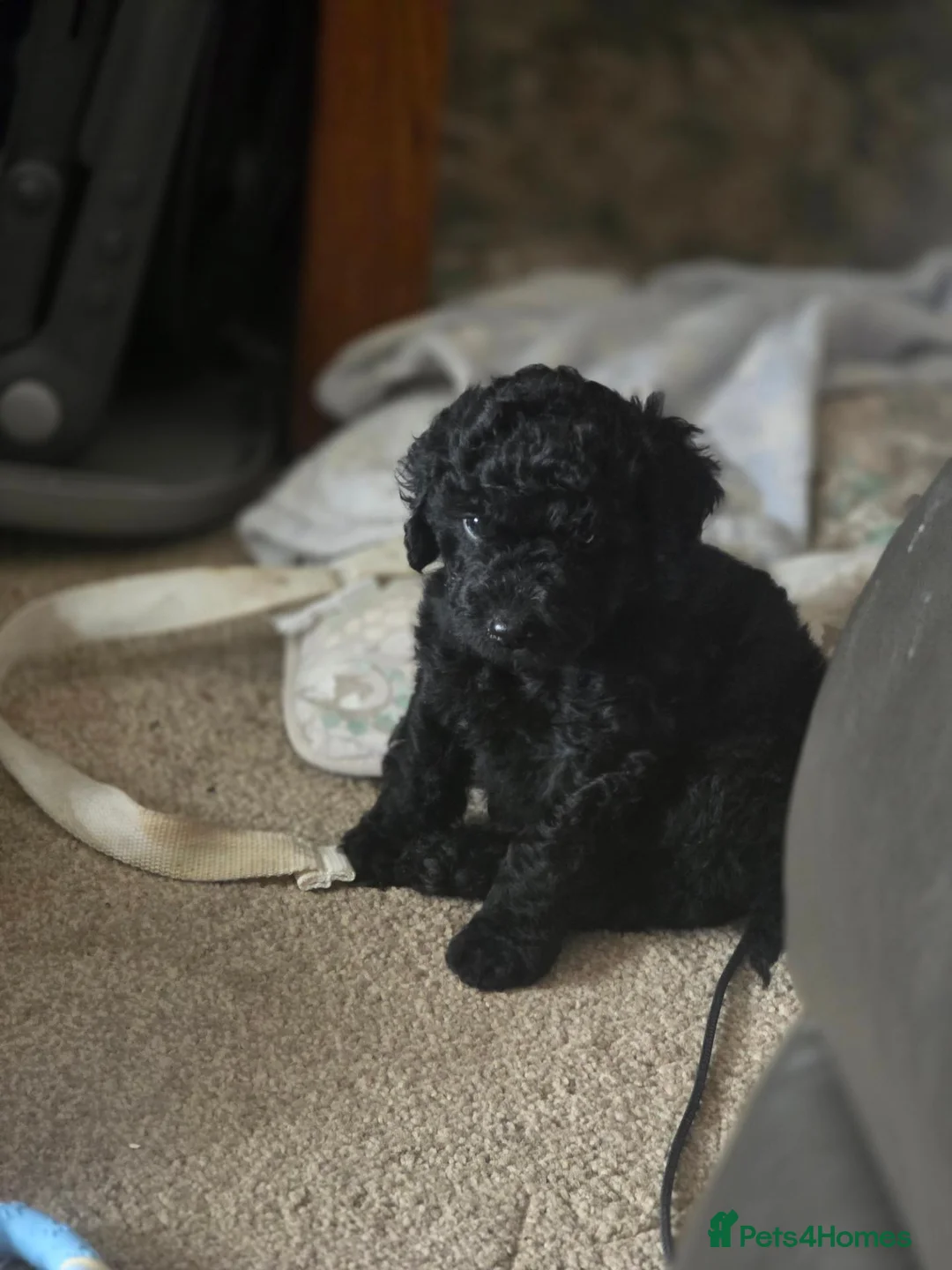 Cockapoo dogs for sale: Cockapoo puppies  in Dundee - Advert 2