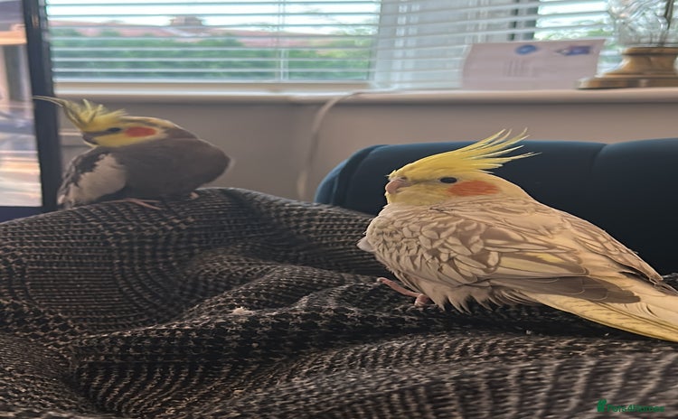 Cockatiels birds - Advert 1
