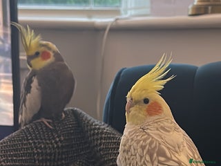 Cockatiels birds - Advert 14