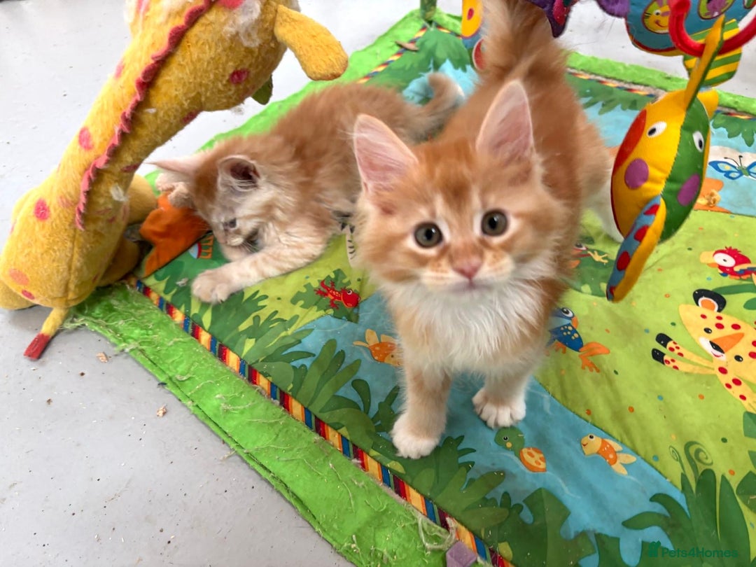 Maine Coon cats for sale: Red Maine coon female kittens, TICA reg - Image 5