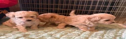 Maltipoo dogs for sale: Toy Maltipoo Puppies (TOY MALTESE X TOY POODLE) - Advert 5