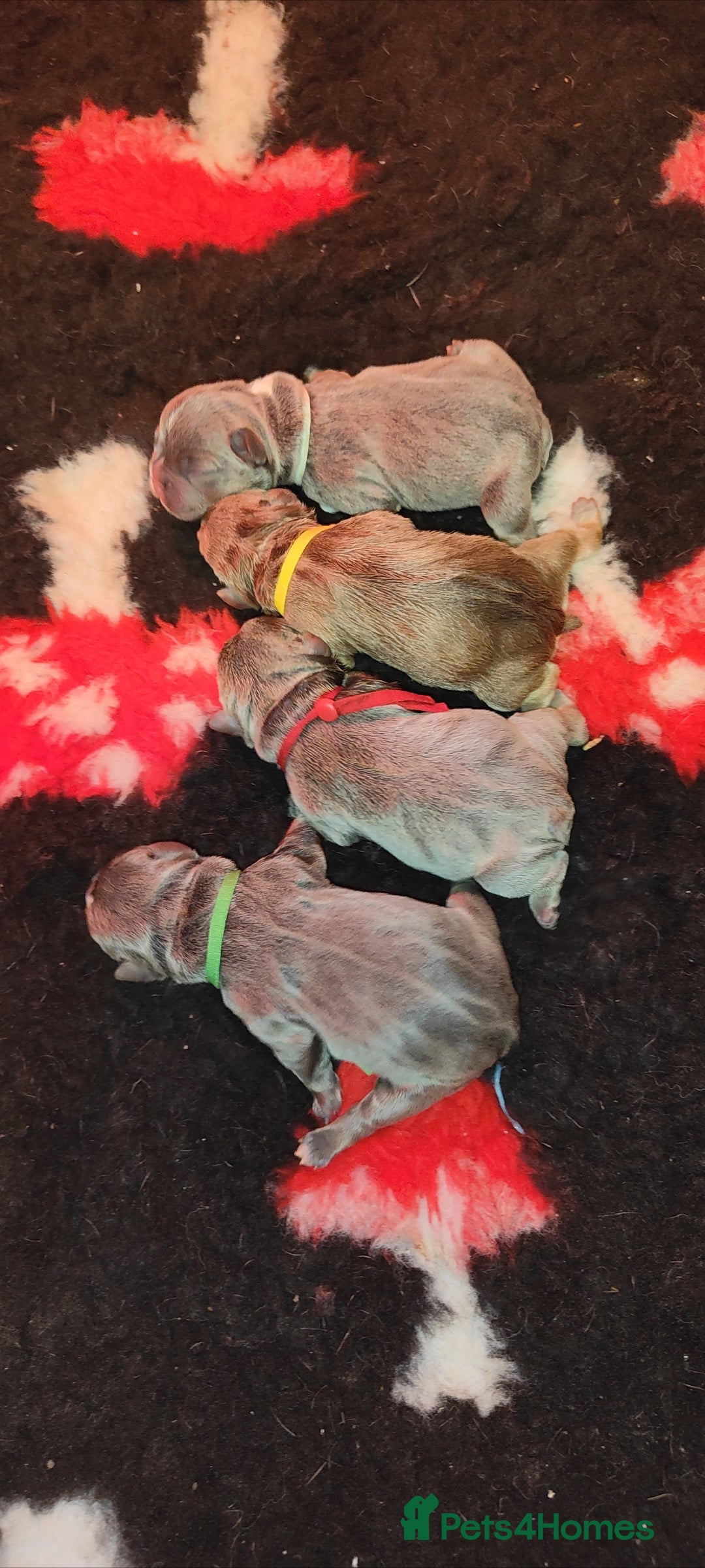 French Bulldog dogs for sale: This is teddy beautiful boy - Image 5