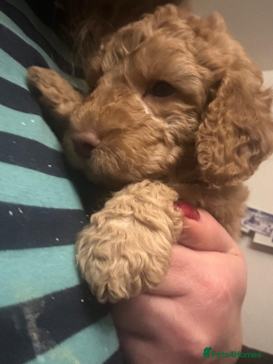 Australian Labradoodle dogs for sale: Australian Labradoodle Puppies - Advert 4