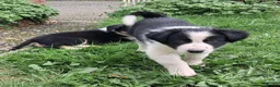 Border Collie dogs for sale: Adorable Puppies - Advert 9