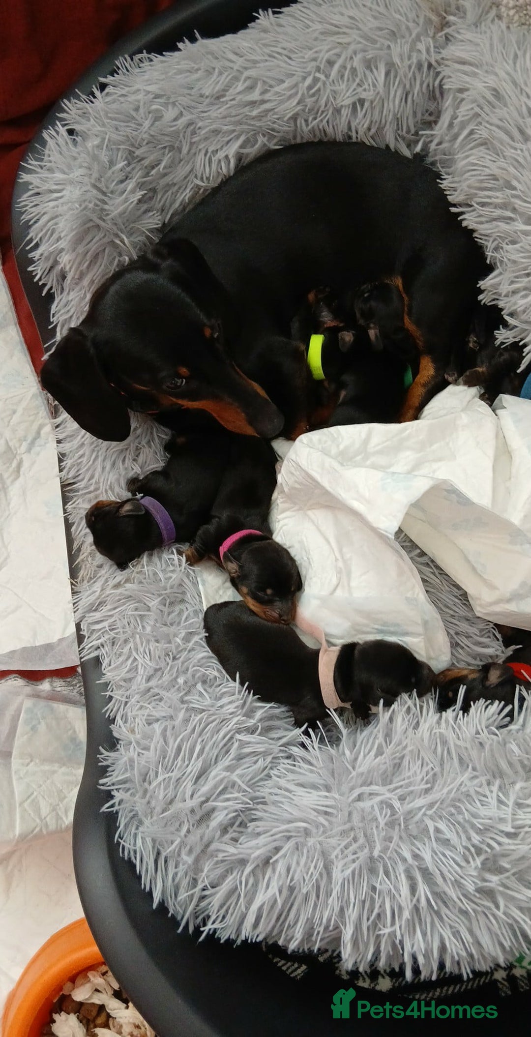Miniature Dachshund dogs for sale: 3 girls need their forever homes - Image 7