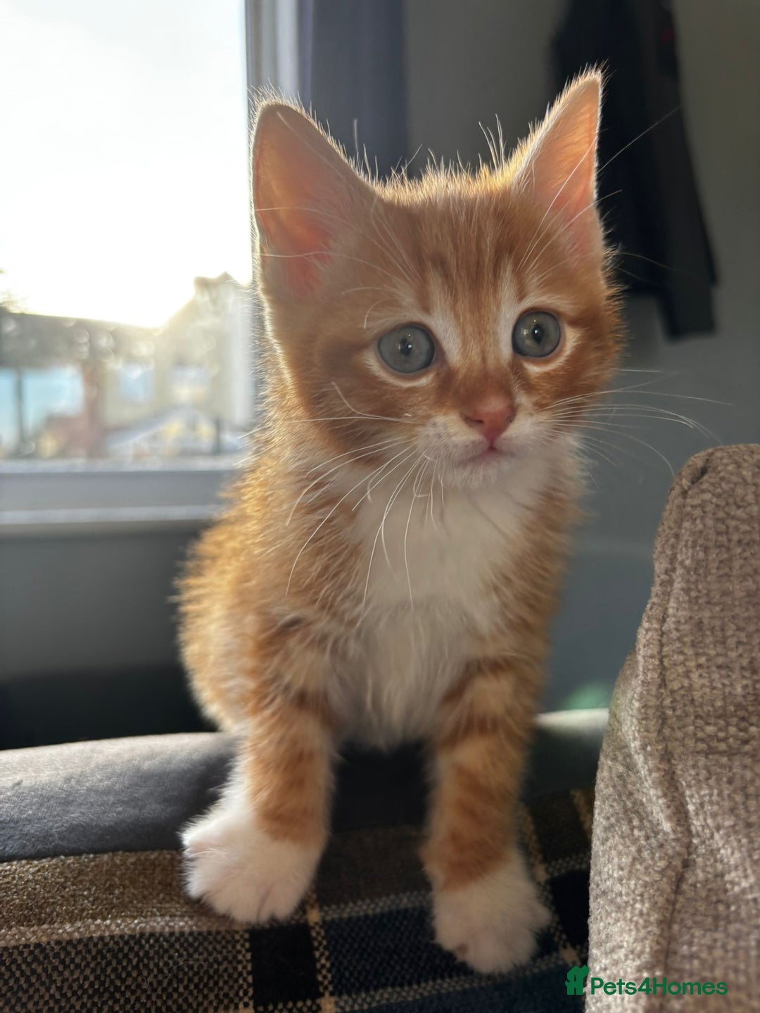 Mixed Breed cats for sale: 2 girls and 2 boys  - Advert 2