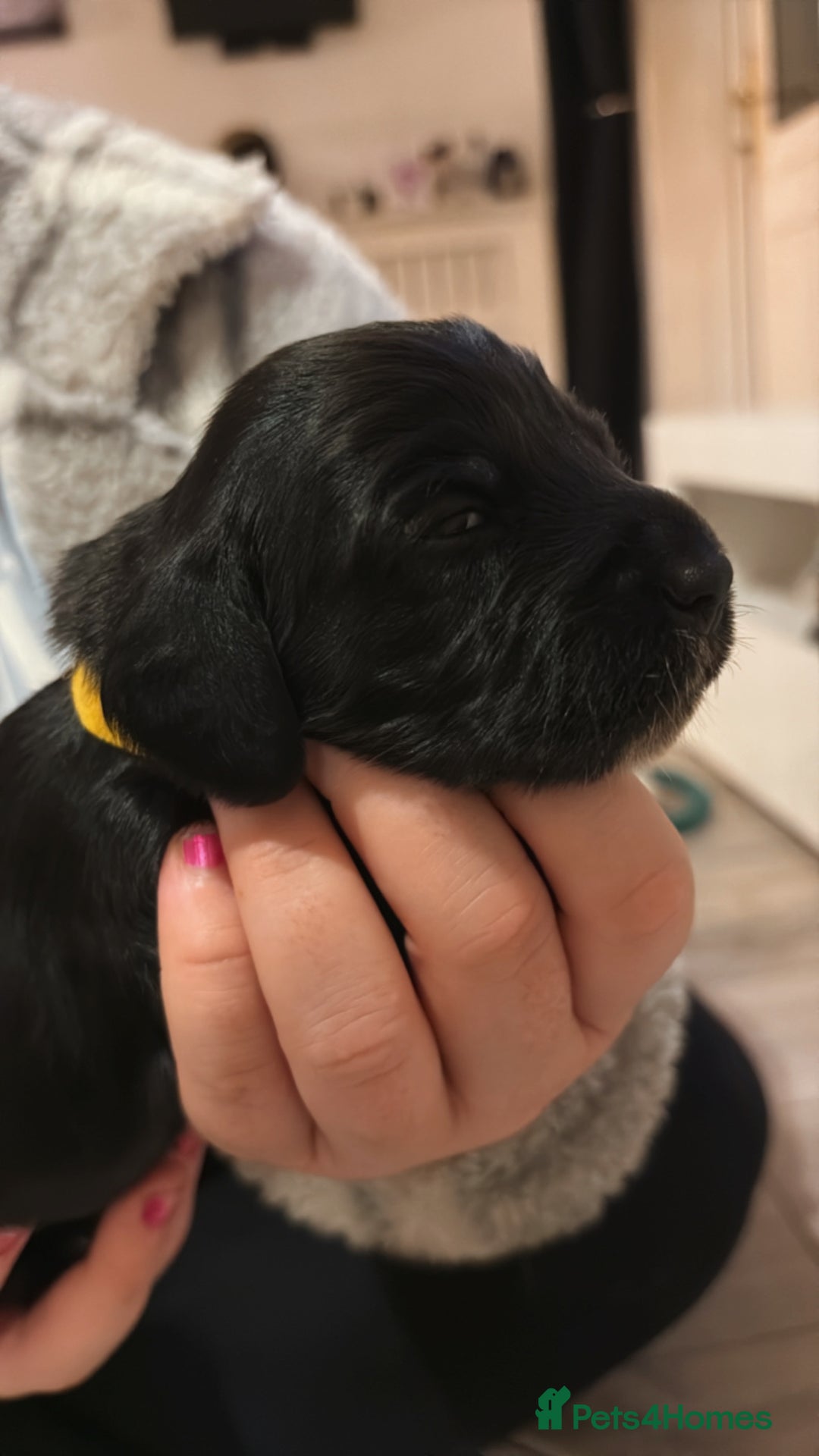 Mixed Breed dogs for sale: Dockers! Beautiful 3 girls left READY NOW  - Advert 19